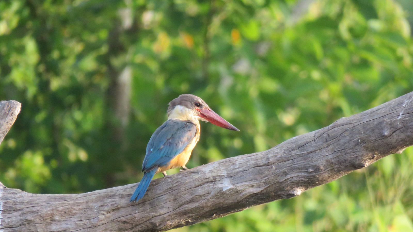 image Stork-billed Kingfisher